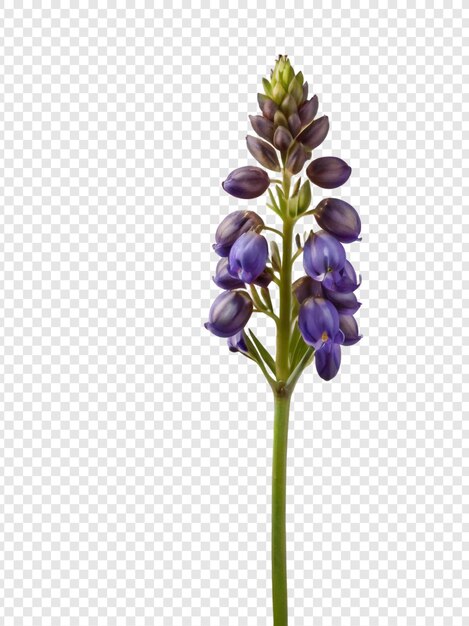 A picture of a flower on a transparent background