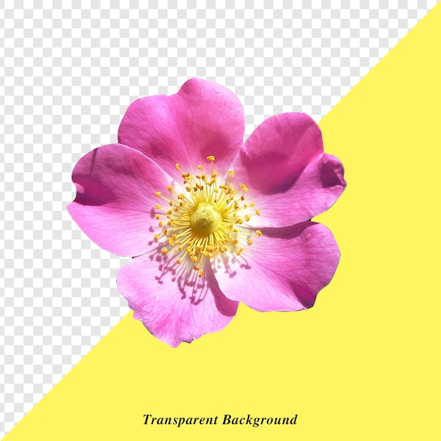 一朵花的图片,上面有透明的文字
