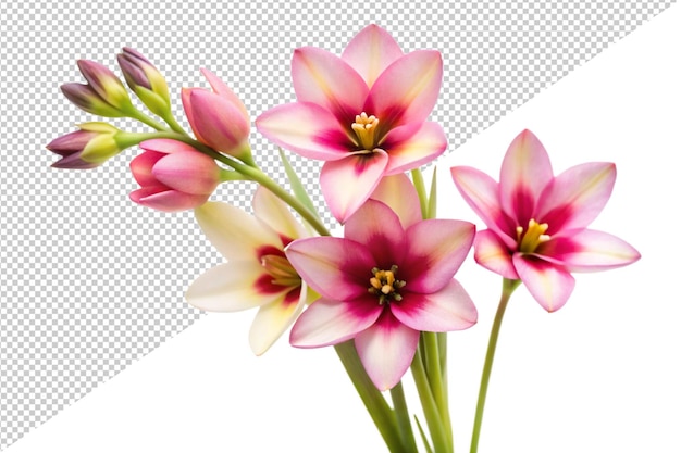 花の絵を描いた花の絵