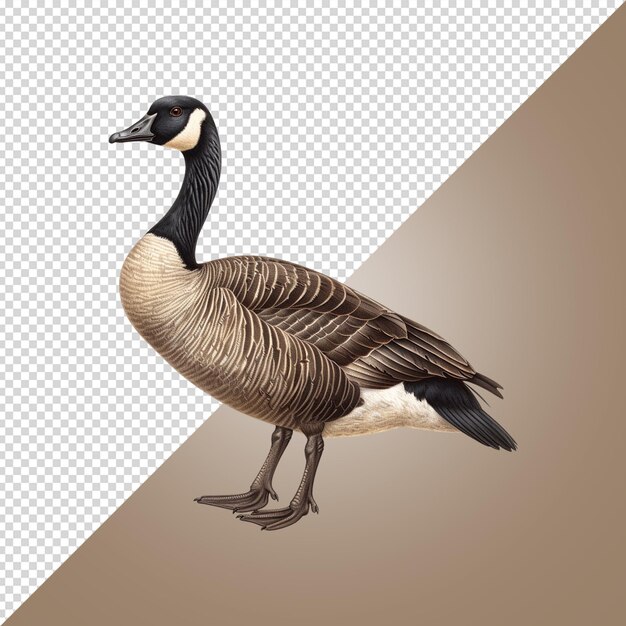 PSD a picture of a goose with a brown background with a black and white background