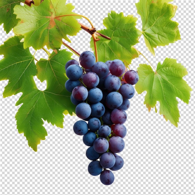 PSD a picture of a grape that has the word grape on it