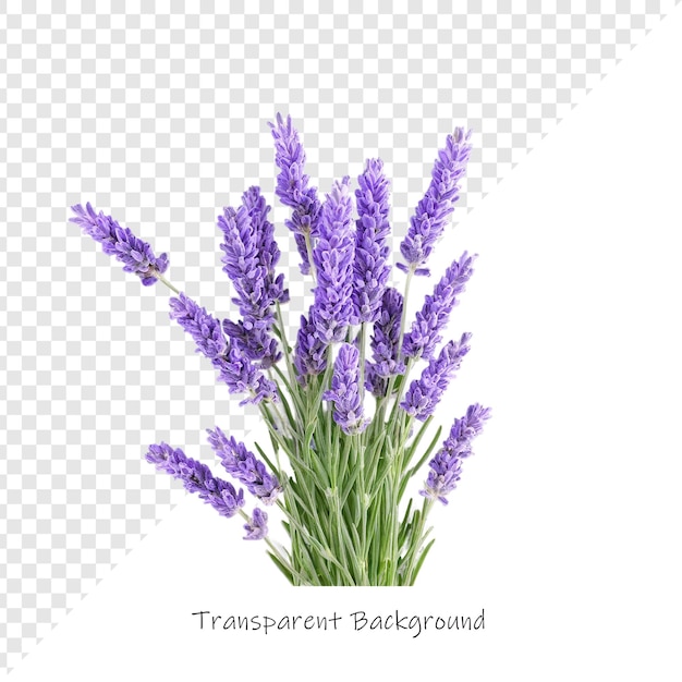 a picture of a lavender field with the words transparus on it