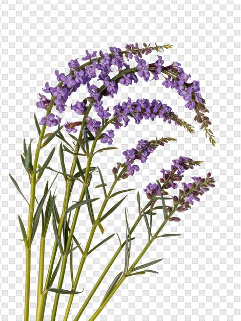 PSD a picture of lavender flowers on a transparent background