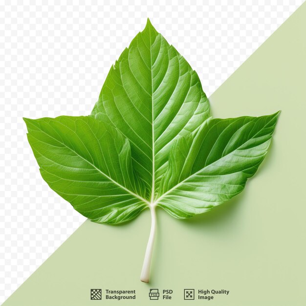 A picture of a leaf that is made by the company of the company.