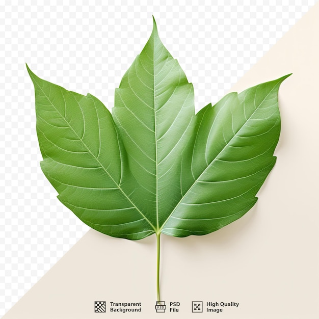 A picture of a leaf that is made by the company of the plant.
