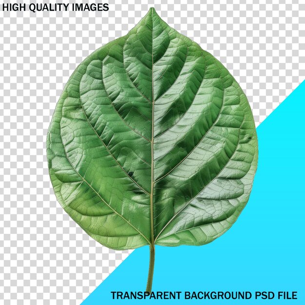 PSD a picture of a leaf that says high quality