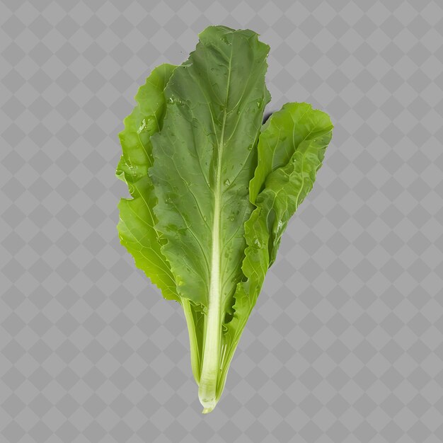 PSD a picture of a leafy vegetable on a background of a grid with a space for text