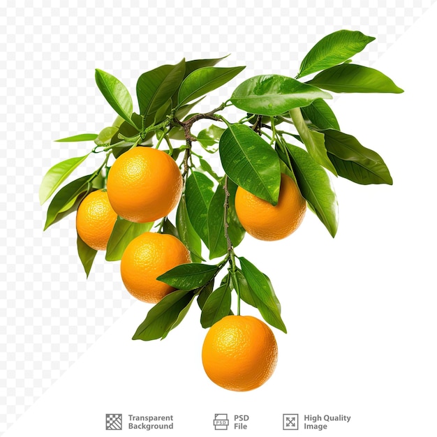 PSD a picture of a lemon tree with oranges on it.