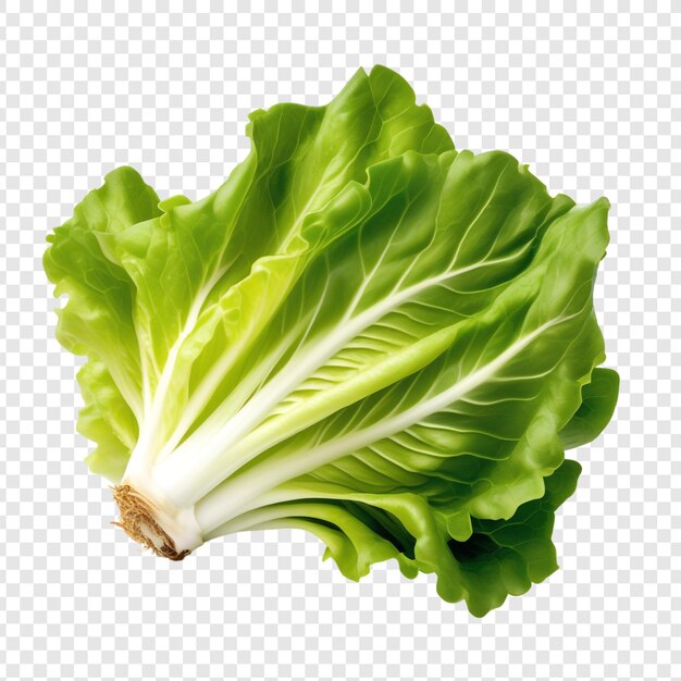 A picture of a lettuce on a transparent background