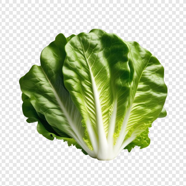 A picture of a lettuce on a transparent background