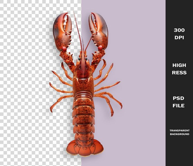 A picture of a lobster with a picture of it