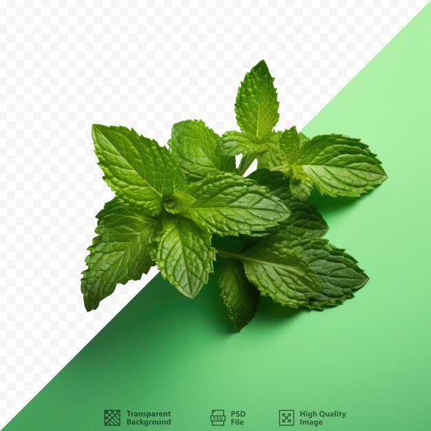 PSD a picture of a mint leaf mint with a green background