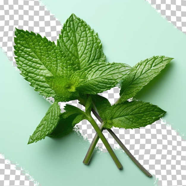 A picture of a mint plant with a green leaf on it