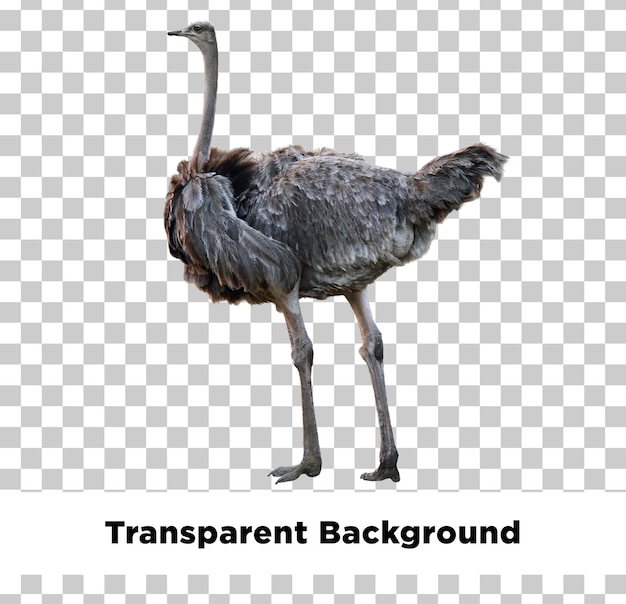 自分のイメージを透明化したと書かれたバックグラウンドのオオカミの写真