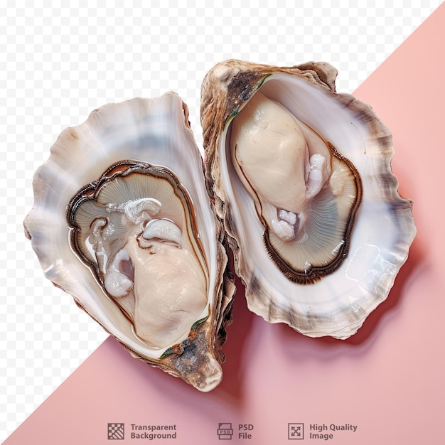 PSD a picture of a oyster with a message about a woman and a man.