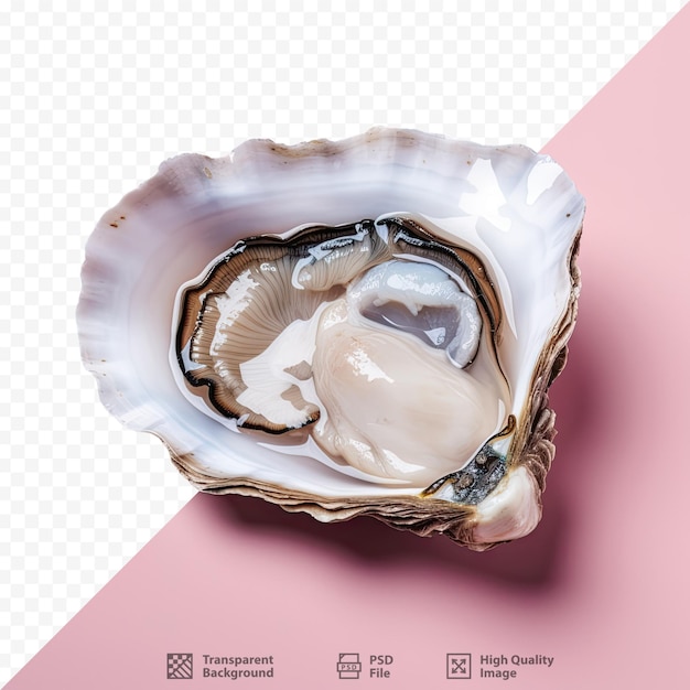 PSD a picture of a oyster with a pink background and a black line on the bottom.