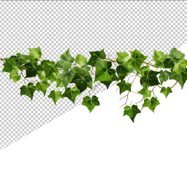 PSD un'immagine di una pianta con foglie verdi e uno sfondo bianco