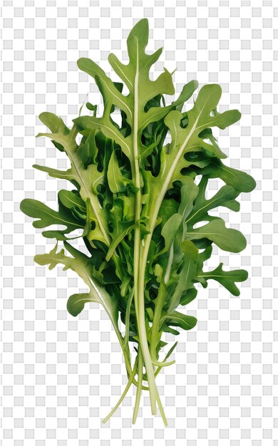 PSD a picture of a plant with a picture of a leafy vegetable