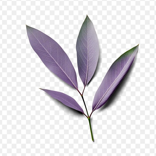 PSD a picture of a plant with purple leaves