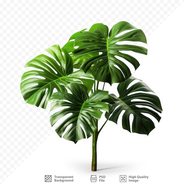 a picture of a plant with the words " plant " on it.