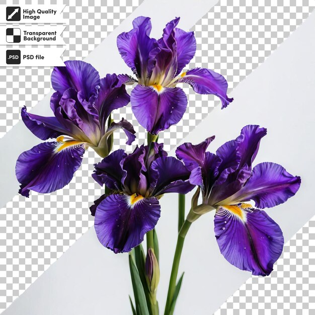 A picture of a purple iris with a picture of it