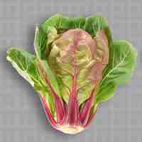 PSD a picture of a red and green leafy vegetable