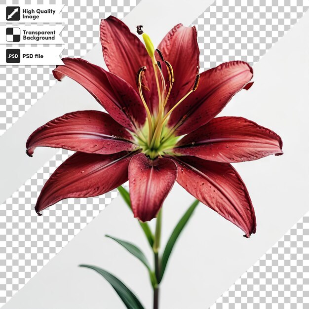 A picture of a red lily with the title  h l  on it