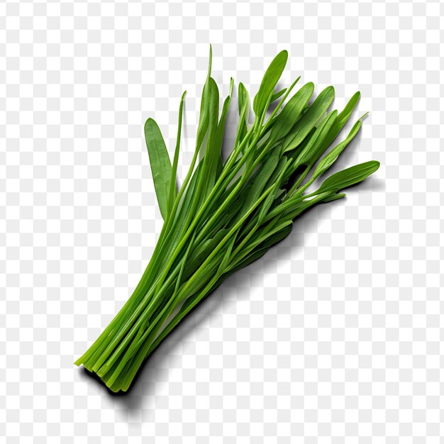 PSD a picture of a sprig of celery on a transparent background