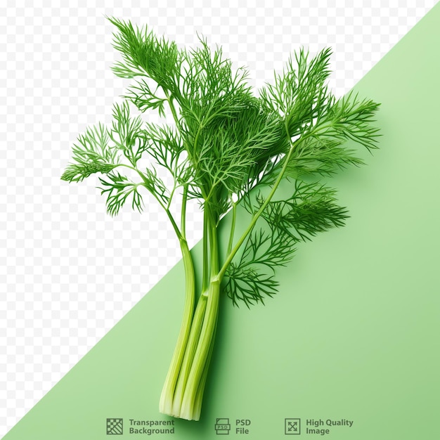 A picture of a sprig of celery.