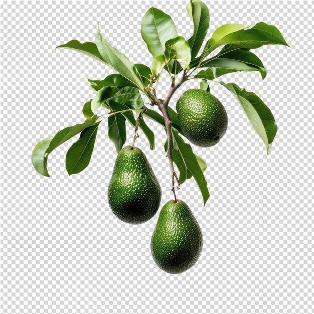 Un'immagine di un albero con frutti verdi