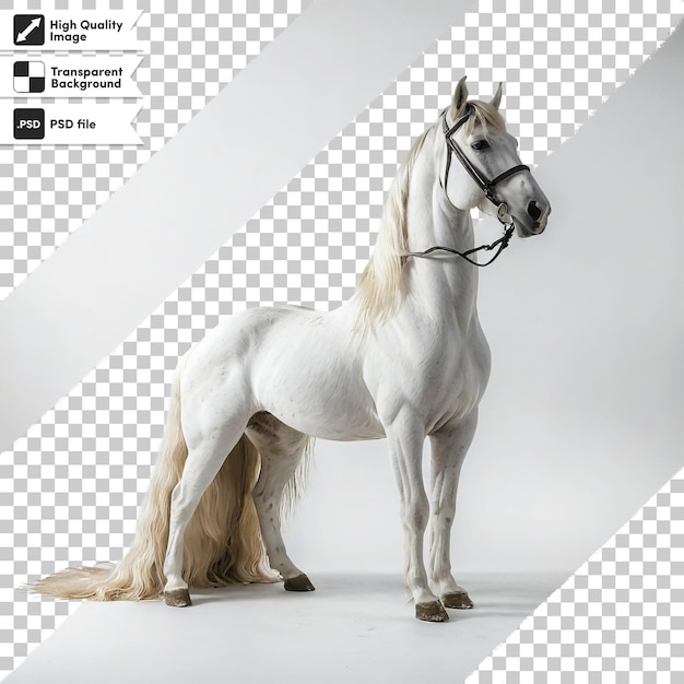 A picture of a white horse with a black background with a picture of a horse on it