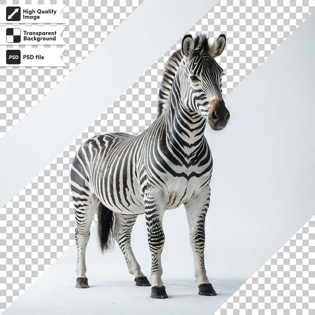 PSD un'immagine di una zebra che ha la parola zebra su di essa