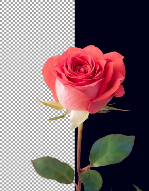 Piękna czerwona róża dla natchnionej przez naturę sztuki cyfrowej na przezroczystym tle png psd