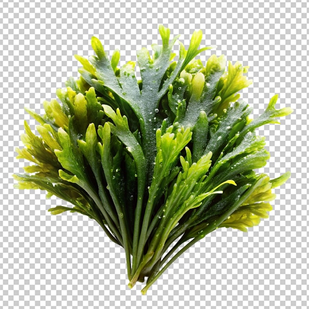 PSD piękna roślina w 3d odizolowana