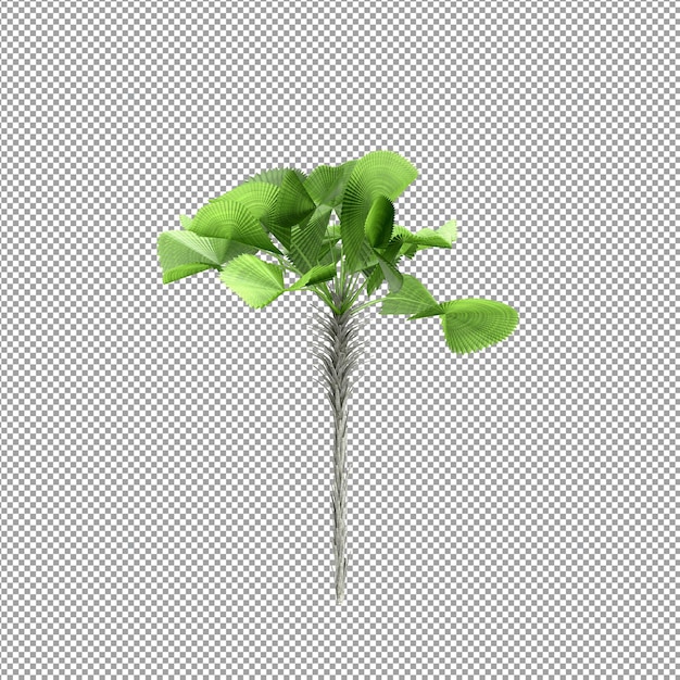 Piękna roślina w renderowaniu 3d na białym tle