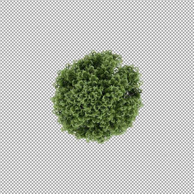Piękna roślina w renderowaniu 3d na białym tle