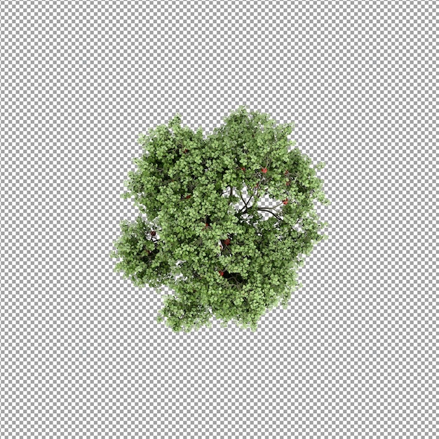 Piękna roślina w renderowaniu 3d na białym tle