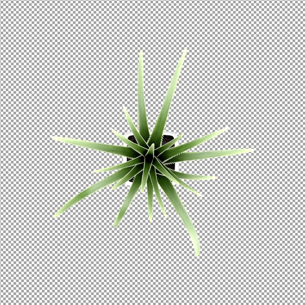 Piękna roślina w renderowaniu 3d na białym tle