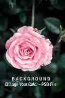 PSD piękna różowa róża w ogrodzie