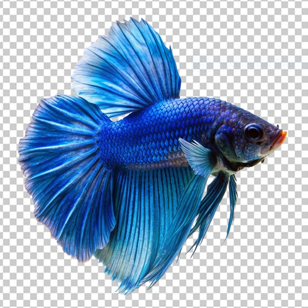 PSD piękne, kolorowe siamskie ryby betta.