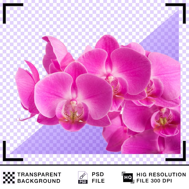 Piękne różowe kwiaty orchidei z przezroczystym tłem