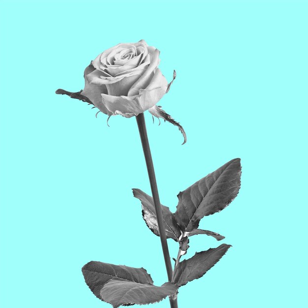 Piękny Czarno-biały Bukiet Róż I Liści Kwiatowa Aranżacja Odizolowana Na Tle