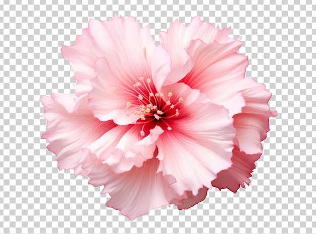 Piękny i fotorealistyczny różowy kwiat na przezroczystym tle Kwitnąca roślina PNG Widok z bliska Wycięty element Generatywna sztuczna inteligencja