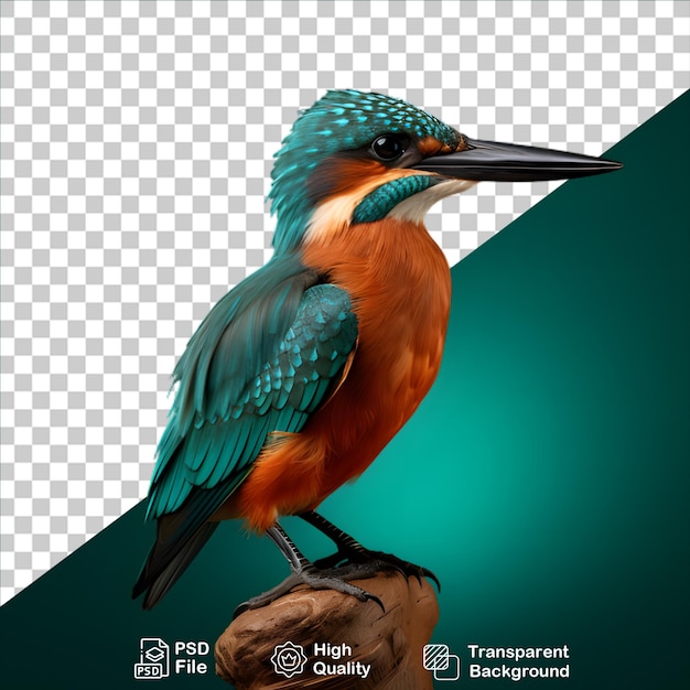 Piękny Kingfisher Odizolowany Na Przezroczystym Tle Zawiera Plik Png