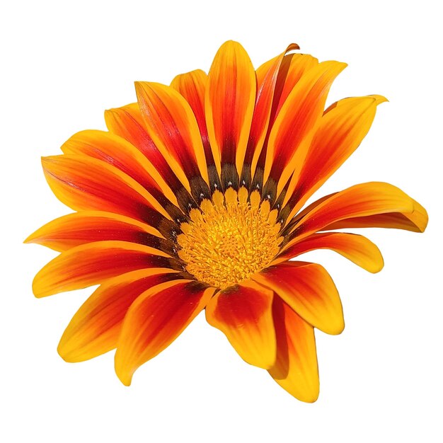 PSD piękny kwiat pomarańczowy
