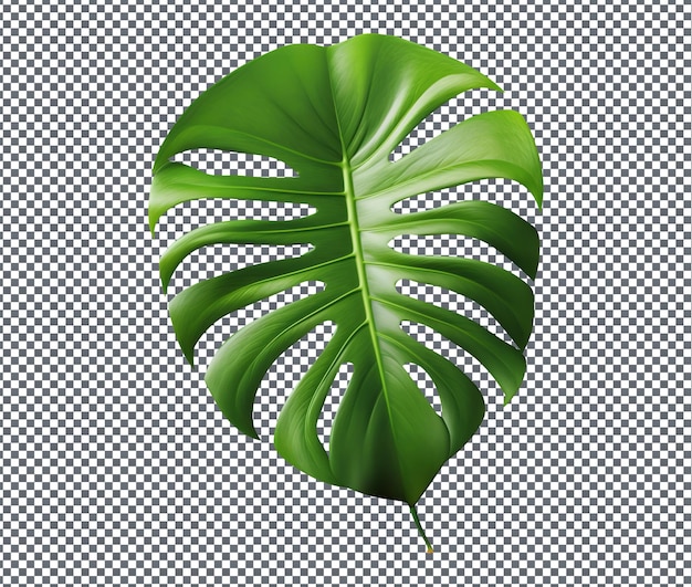 Piękny liść Monstera odizolowany na przezroczystym tle
