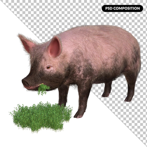 PSD pig in a grass isolated 3d