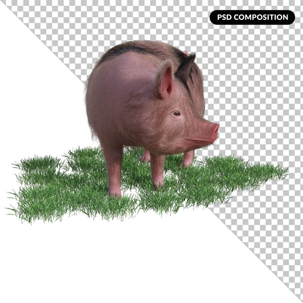 PSD pig in a grass isolated 3d