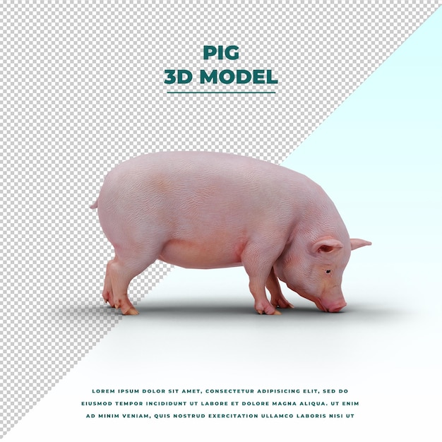 PSD pig isolated