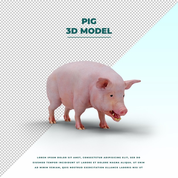 Pig isolated